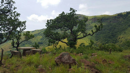 Wolwekrans Eco Lodge Schoemanskloof Mpumalanga South Africa Forest, Nature, Plant, Tree, Wood, Ruin, Architecture, Highland