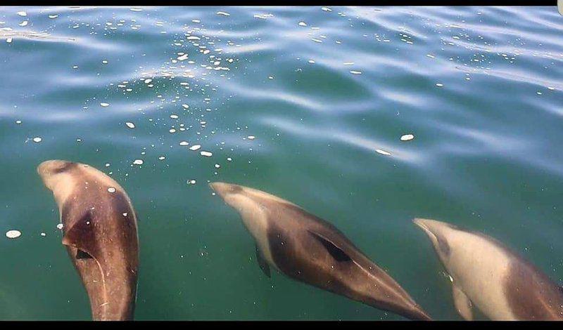 Dolphin, Marine Animal, Animal, Predator, Wondersig Seafront Apartments, Lamberts Bay, Lamberts Bay