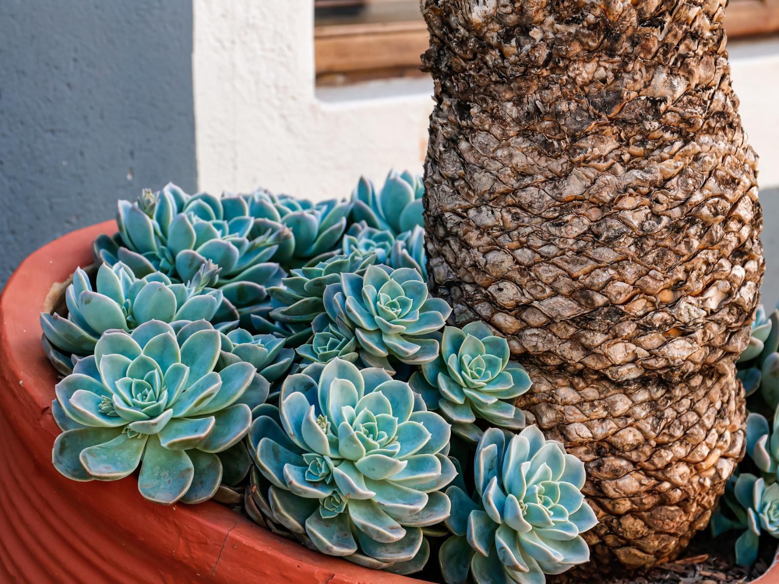 Wood-Ii Guest House, Cactus, Plant, Nature