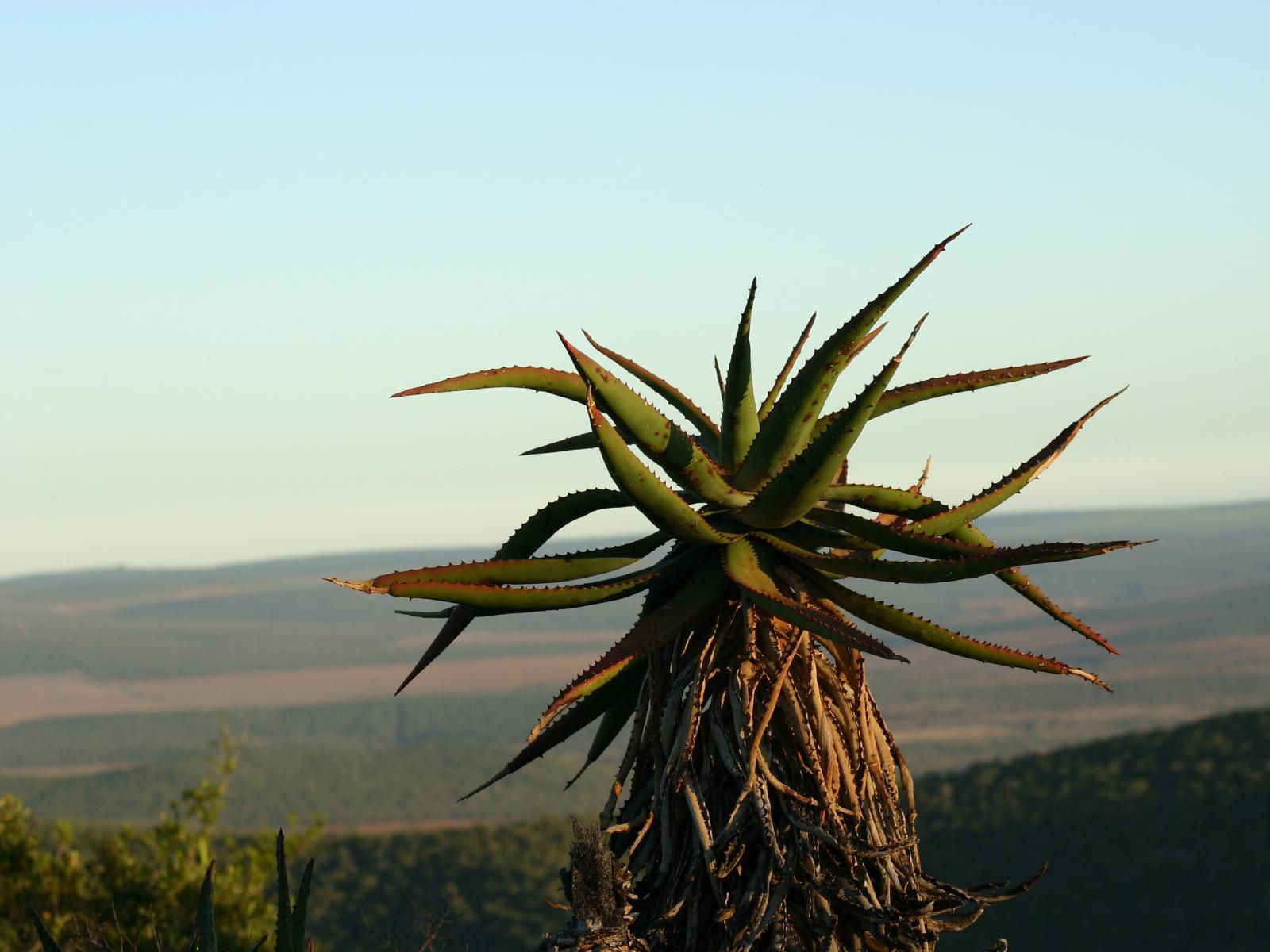 Woodall Country House And Spa Addo Village Eastern Cape South Africa Plant, Nature