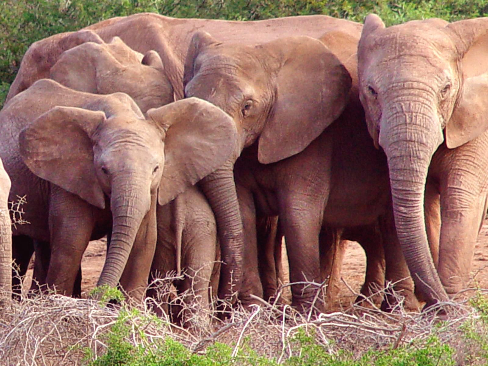 Woodall Country House And Spa Addo Village Eastern Cape South Africa Elephant, Mammal, Animal, Herbivore