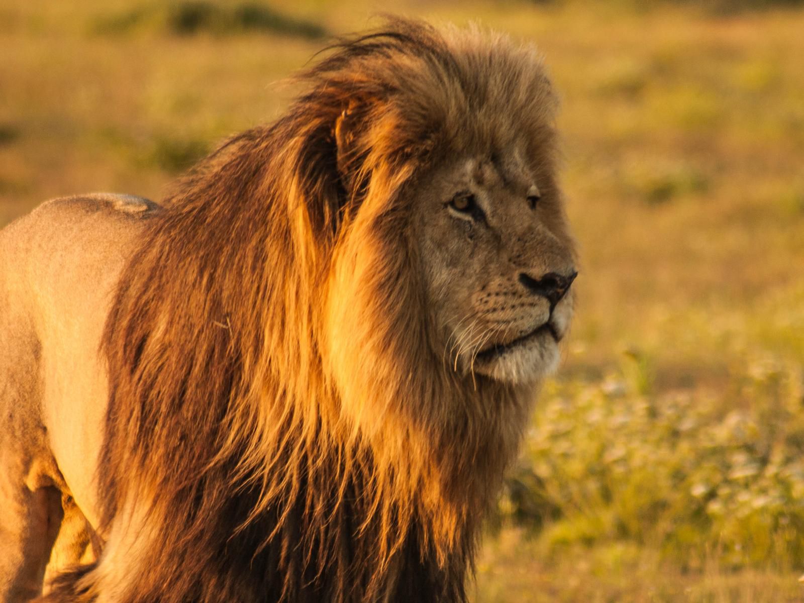 Woodall Country House And Spa Addo Village Eastern Cape South Africa Sepia Tones, Lion, Mammal, Animal, Big Cat, Predator