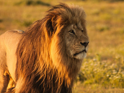 Woodall Country House And Spa Addo Village Eastern Cape South Africa Sepia Tones, Lion, Mammal, Animal, Big Cat, Predator