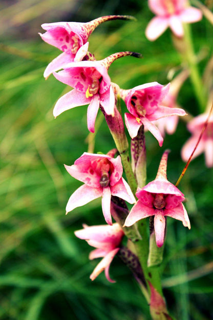 Woodcliffe Camp Site Maclear Eastern Cape South Africa Flower, Plant, Nature, Orchid