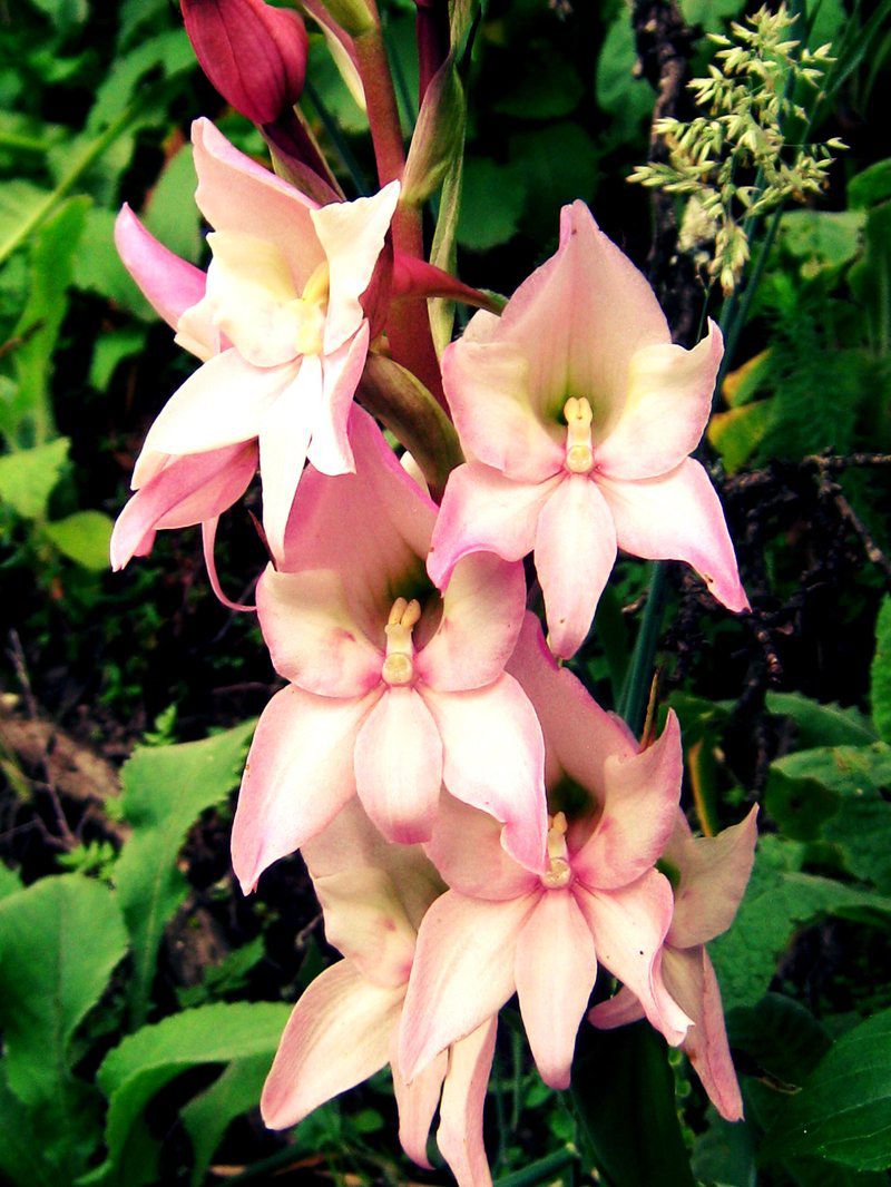 Woodcliffe Camp Site Maclear Eastern Cape South Africa Colorful, Flower, Plant, Nature, Lily