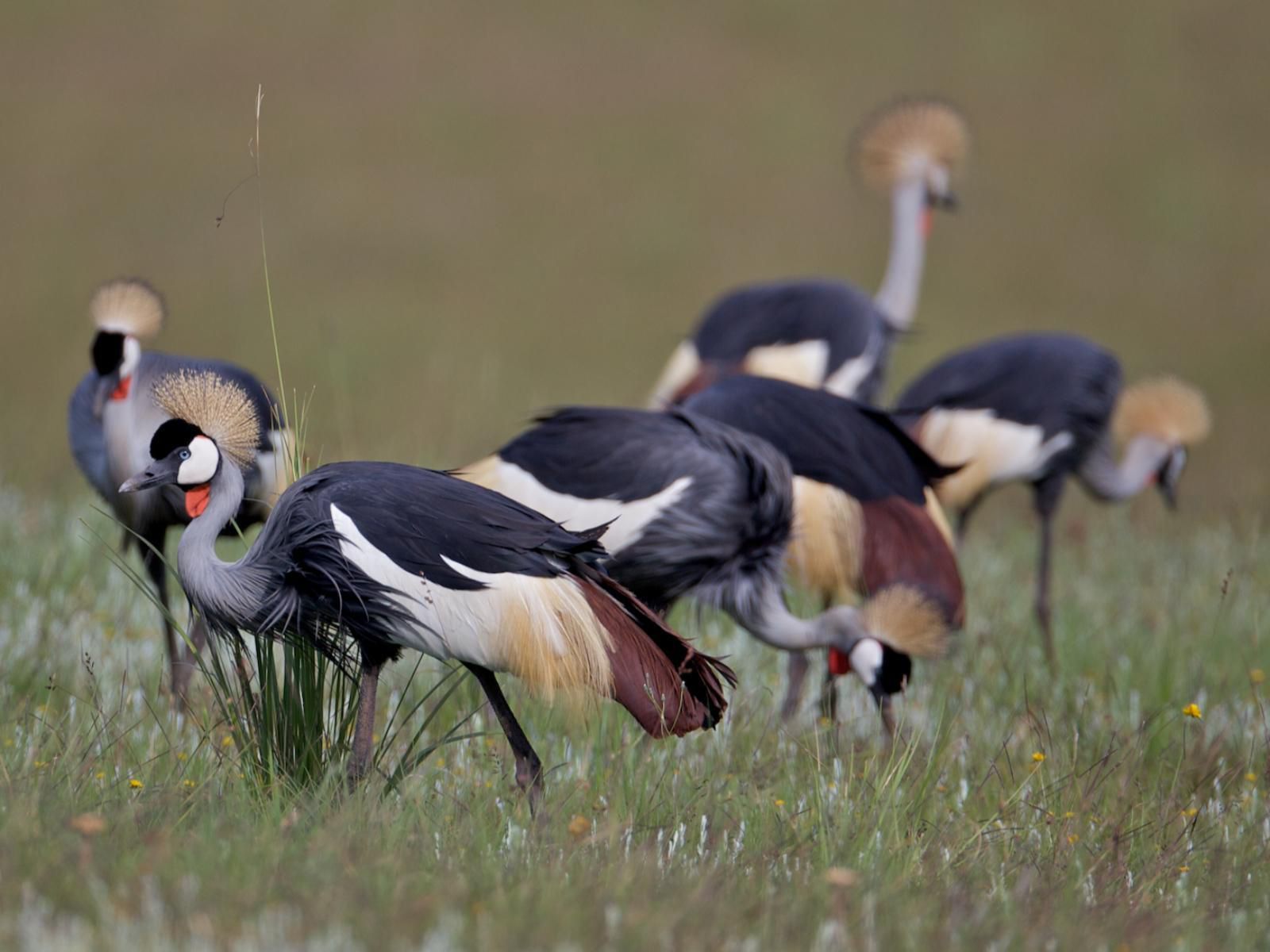 Woodcliffe Country House Maclear Eastern Cape South Africa Bird, Animal