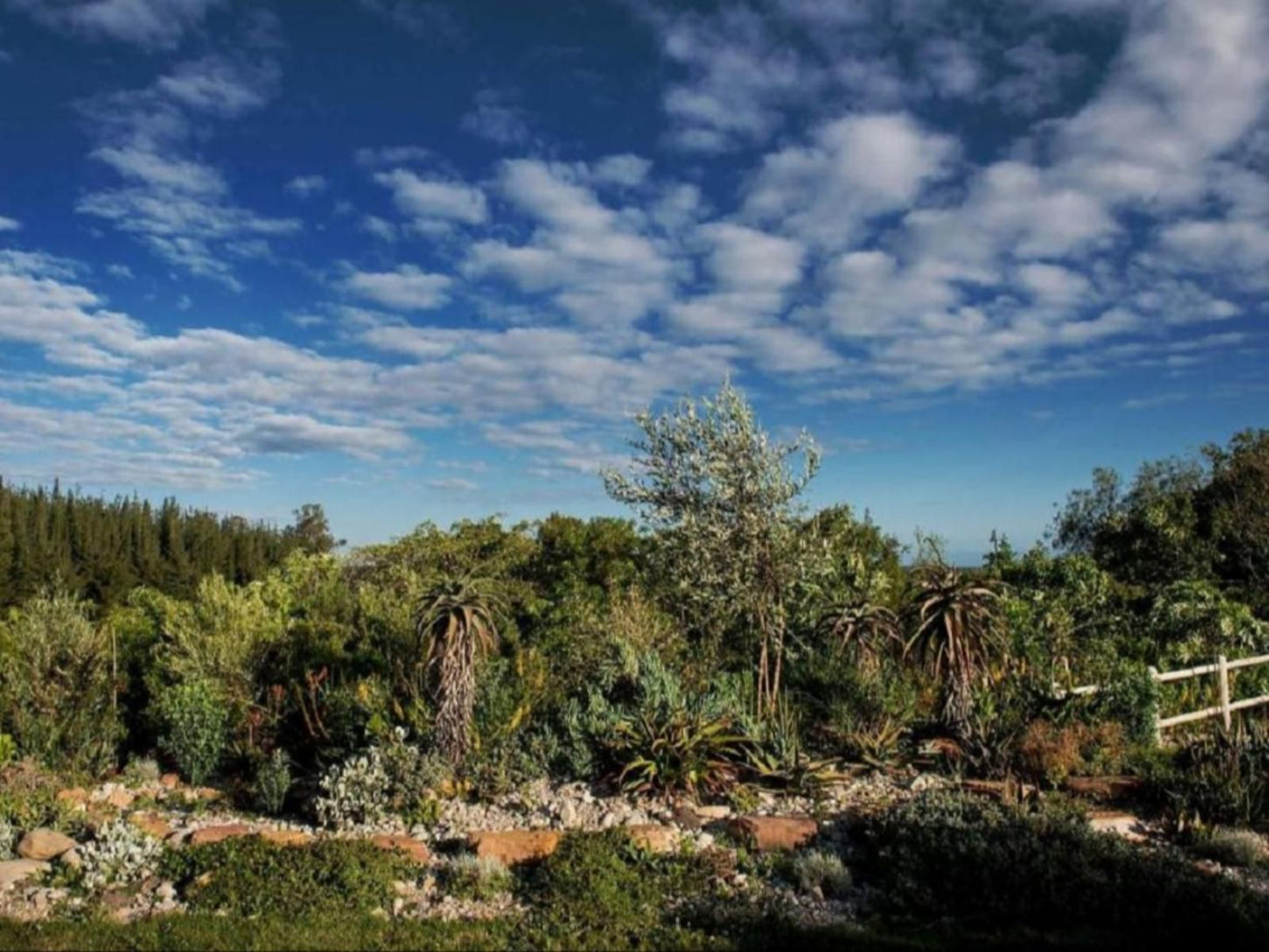 Woodcutters Forest Cottages Rheenendal Knysna Western Cape South Africa Complementary Colors, Plant, Nature, Tree, Wood