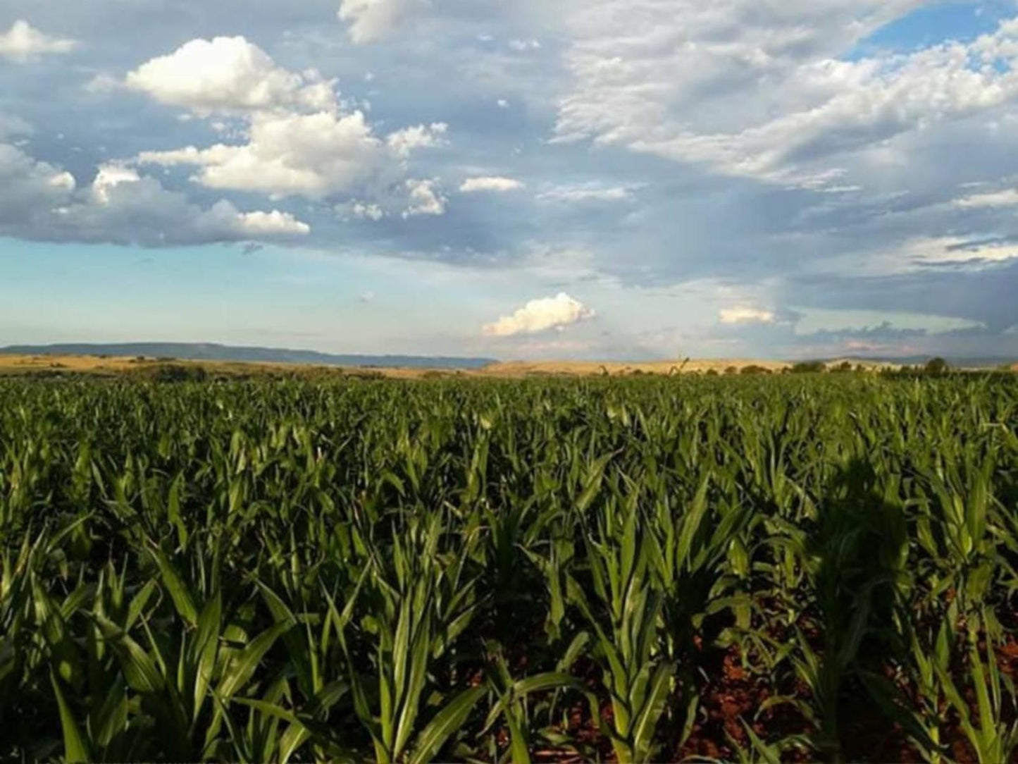 Woodland Gardens Magaliesburg Gauteng South Africa Field, Nature, Agriculture, Lowland