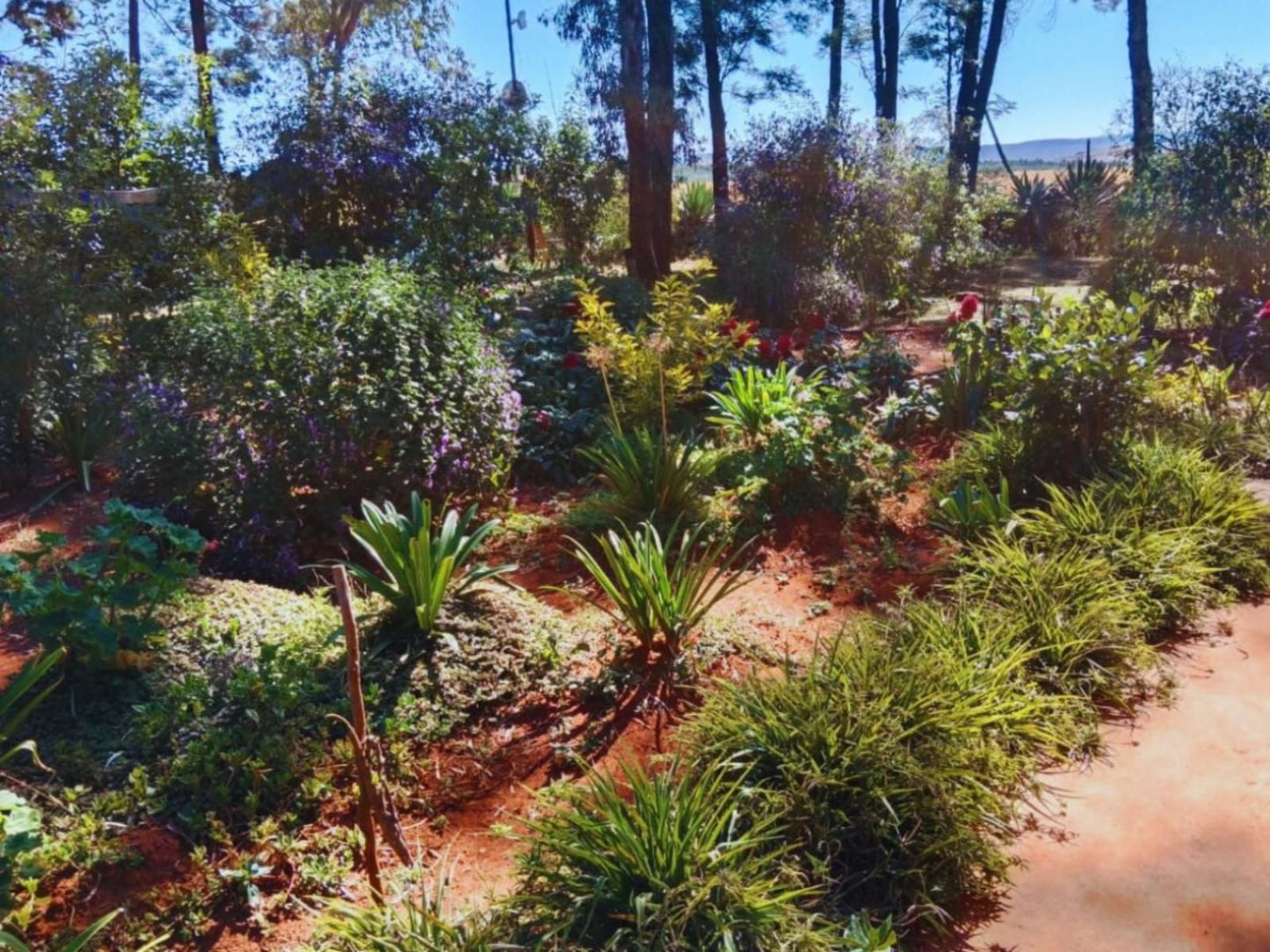 Woodland Gardens Magaliesburg Gauteng South Africa Palm Tree, Plant, Nature, Wood, Garden