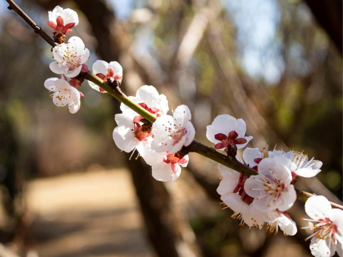 Woodland Gardens Magaliesburg Gauteng South Africa Blossom, Plant, Nature