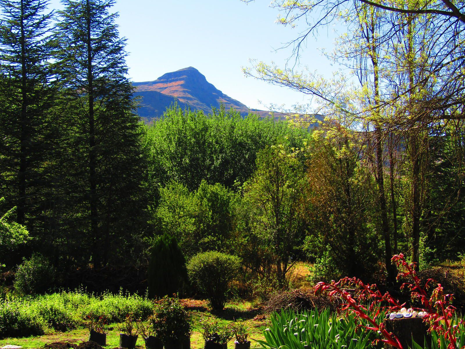 Woodlands Retreat Clarens Free State South Africa Mountain, Nature, Plant, Tree, Wood