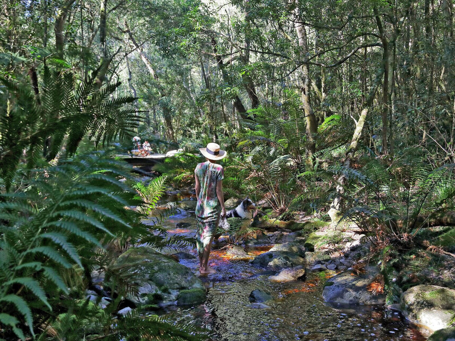 Woodlands Villa, Forest, Nature, Plant, Tree, Wood, River, Waters, Person