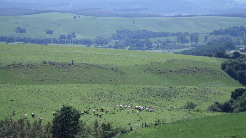 Woodridge Forest 11 Balgowan Kwazulu Natal South Africa Field, Nature, Agriculture, Highland