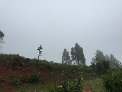 Woodridge Forest 11 Balgowan Kwazulu Natal South Africa Field, Nature, Agriculture, Fog, Tree, Plant, Wood, Rain