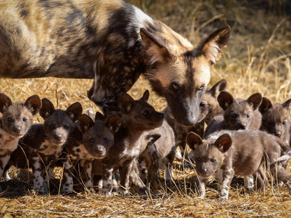 Working With Wildlife, Hyaena, Mammal, Animal