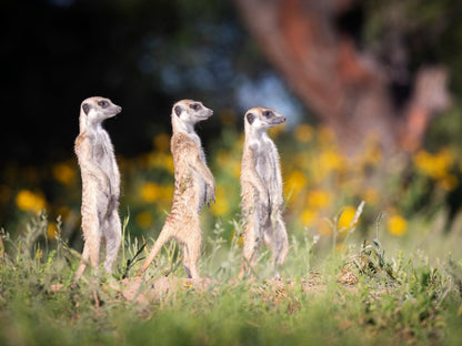 Working With Wildlife, Meerkat, Mammal, Animal, Predator