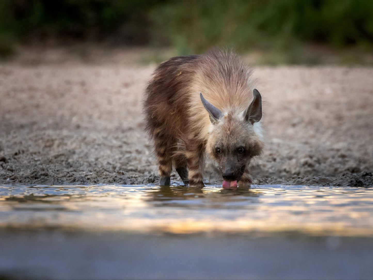 Working With Wildlife, Boar, Mammal, Animal, Herbivore, Hyaena