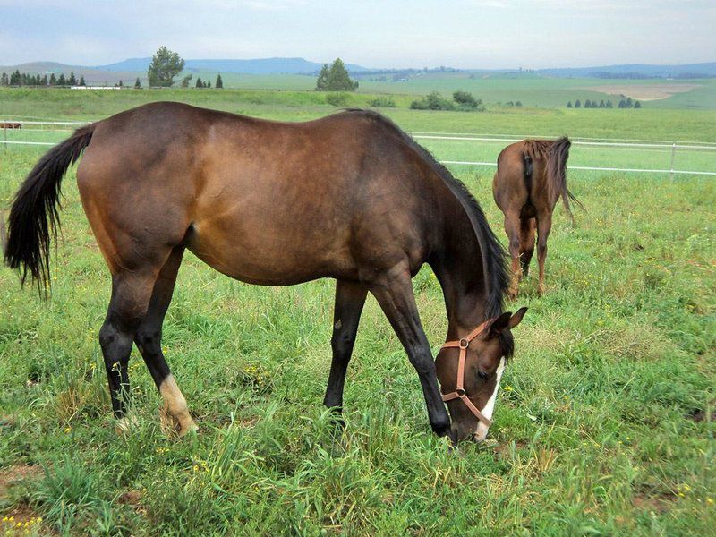 Wynnholme Stud Self Catering Mooi River Kwazulu Natal South Africa Horse, Mammal, Animal, Herbivore