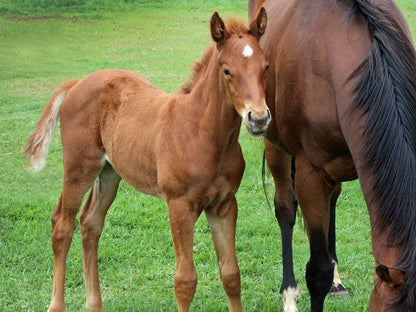 Wynnholme Stud Self Catering Mooi River Kwazulu Natal South Africa Horse, Mammal, Animal, Herbivore