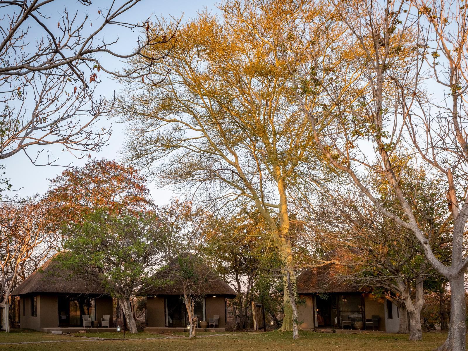 Xanatseni Private Camp Klaserie Private Nature Reserve Mpumalanga South Africa Tree, Plant, Nature, Wood