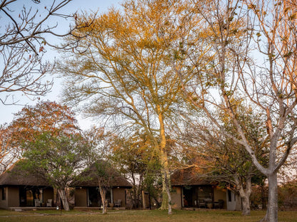 Xanatseni Private Camp Klaserie Private Nature Reserve Mpumalanga South Africa Plant, Nature, Tree, Wood