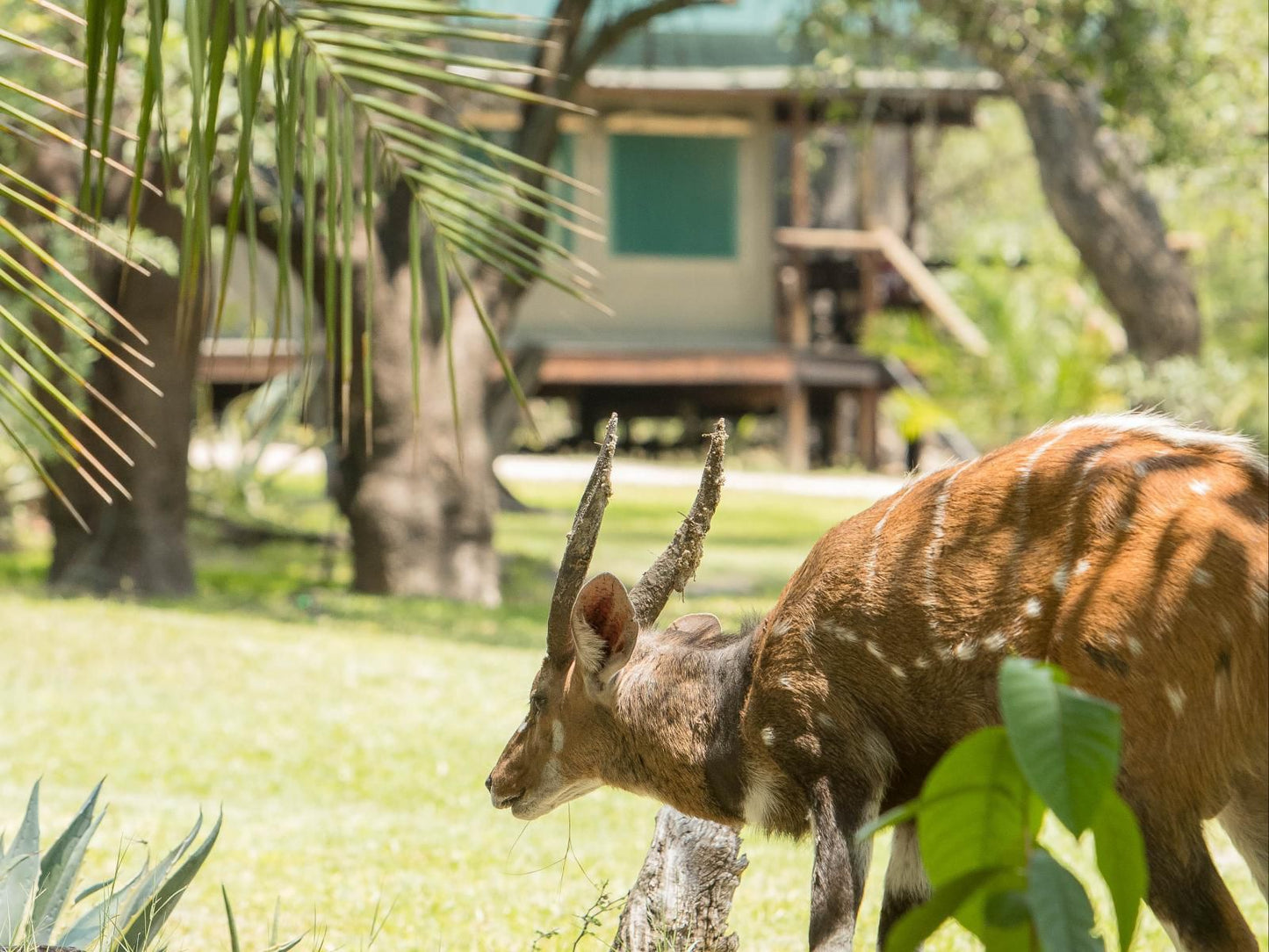 Xaro Lodge Shakawe North West Botswana Animal