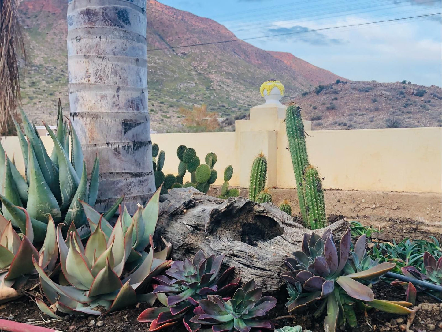 Yellow House Prince Albert Western Cape South Africa Cactus, Plant, Nature