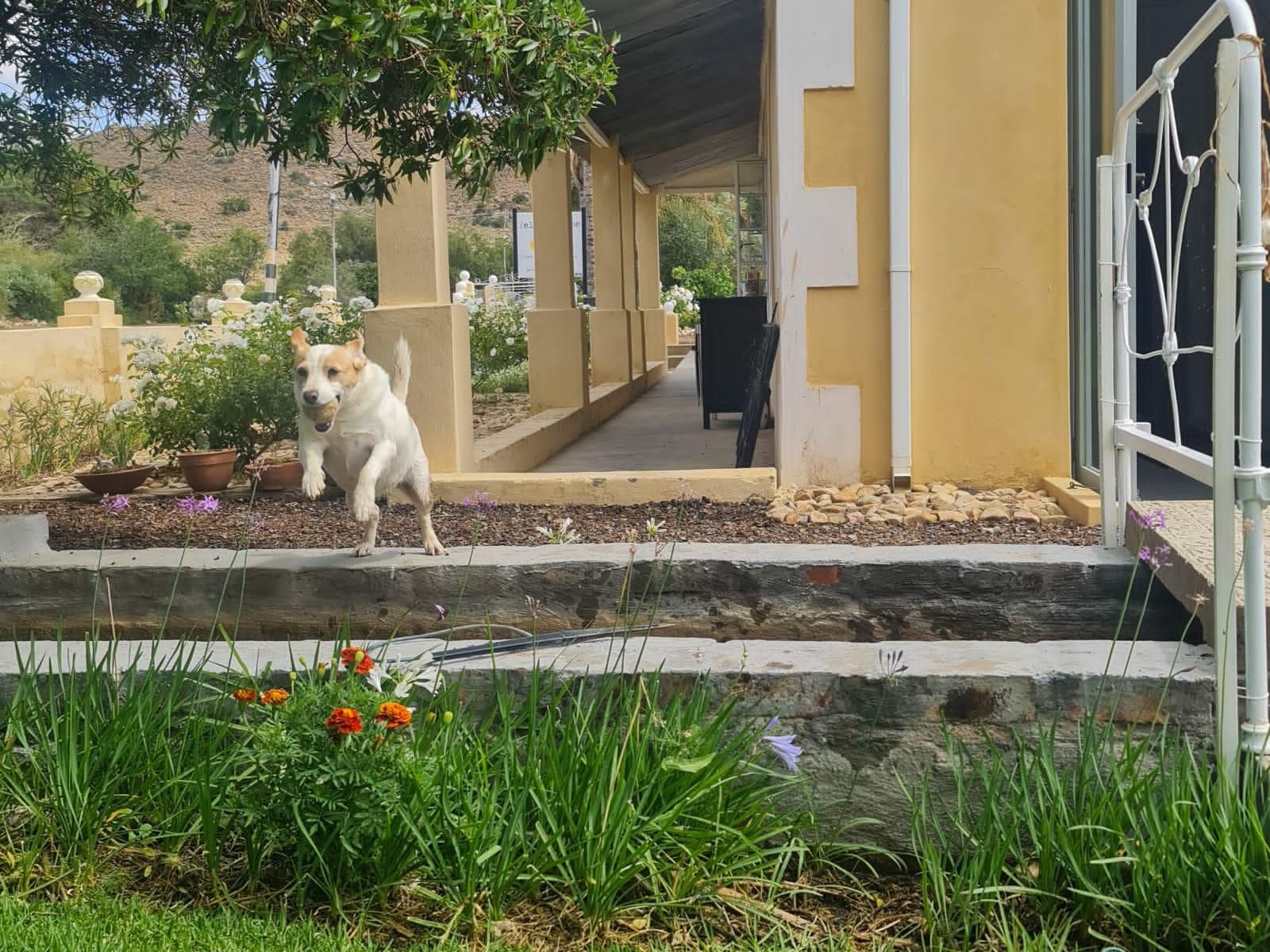 Yellow House Prince Albert Western Cape South Africa Dog, Mammal, Animal, Pet, Garden, Nature, Plant