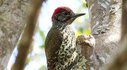 Yellowwood Forest Morgan Bay Eastern Cape South Africa Bird, Animal