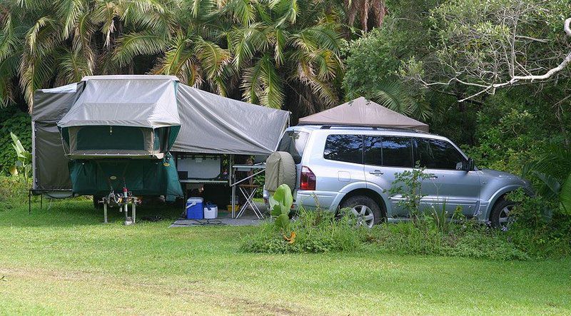 Yellowwood Forest Morgan Bay Eastern Cape South Africa Palm Tree, Plant, Nature, Wood, Tent, Architecture, Car, Vehicle