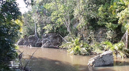 Yellowwood Forest Morgan Bay Eastern Cape South Africa Boat, Vehicle, Forest, Nature, Plant, Tree, Wood, River, Waters, Waterfall