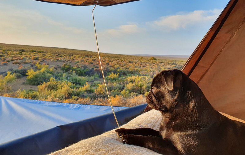 Ymansdam Camping And Self Catering Cottage Calvinia Northern Cape South Africa Complementary Colors, Dog, Mammal, Animal, Pet