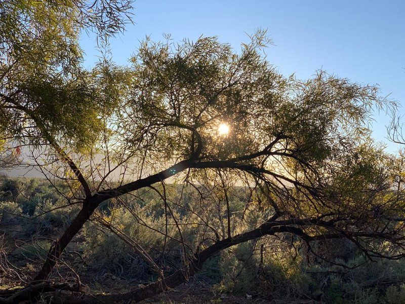 Ymansdam Camping And Self Catering Cottage Calvinia Northern Cape South Africa Forest, Nature, Plant, Tree, Wood