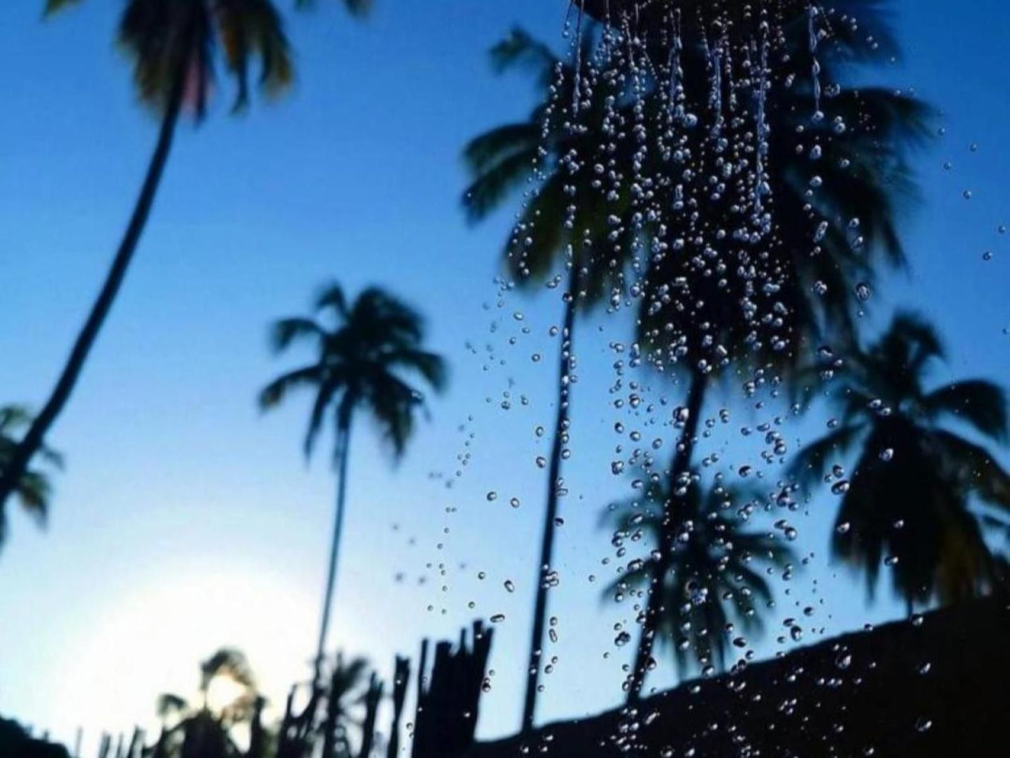 Your Zanzibar Place, ELFU DORM, Palm Tree, Plant, Nature, Wood, Rain