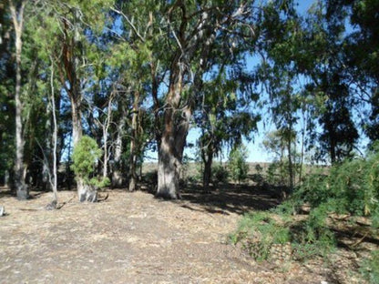 Zakrivier Guest Farm Williston Northern Cape South Africa Forest, Nature, Plant, Tree, Wood