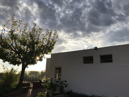 Zandrivier Working Farm Seweweekspoort Western Cape South Africa Unsaturated, Palm Tree, Plant, Nature, Wood, Sky