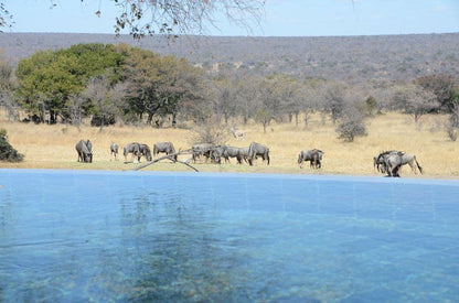 Zangarna Game Lodge Vaalwater Limpopo Province South Africa Complementary Colors, Elephant, Mammal, Animal, Herbivore