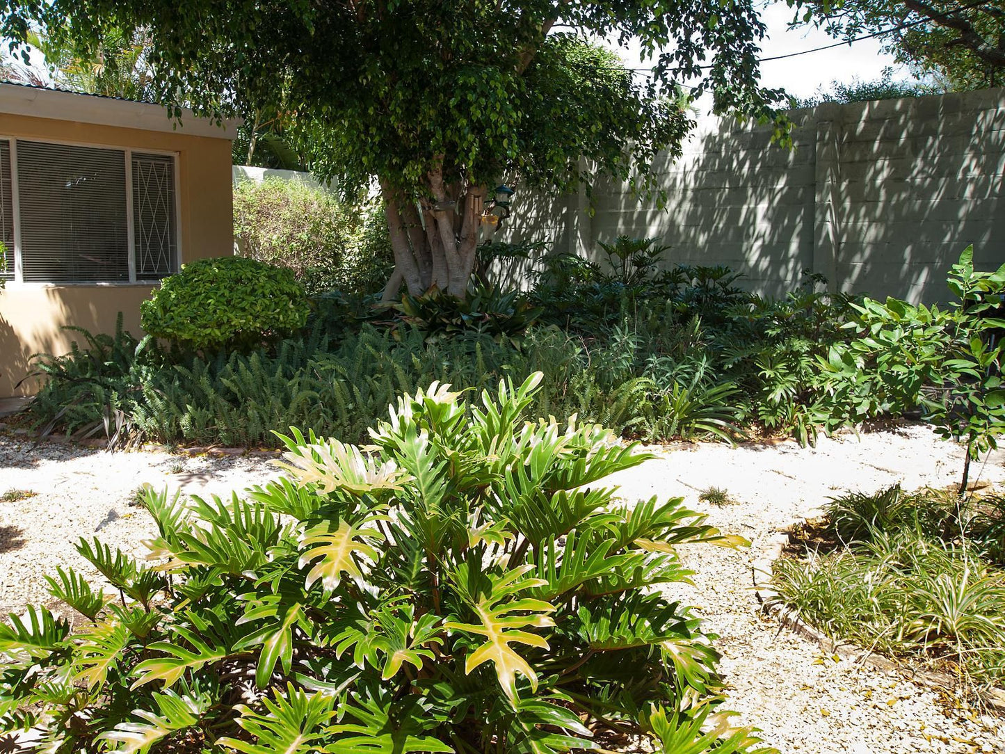 Zareba B And B Guesthouse Richmond Hill Port Elizabeth Eastern Cape South Africa Palm Tree, Plant, Nature, Wood, Garden