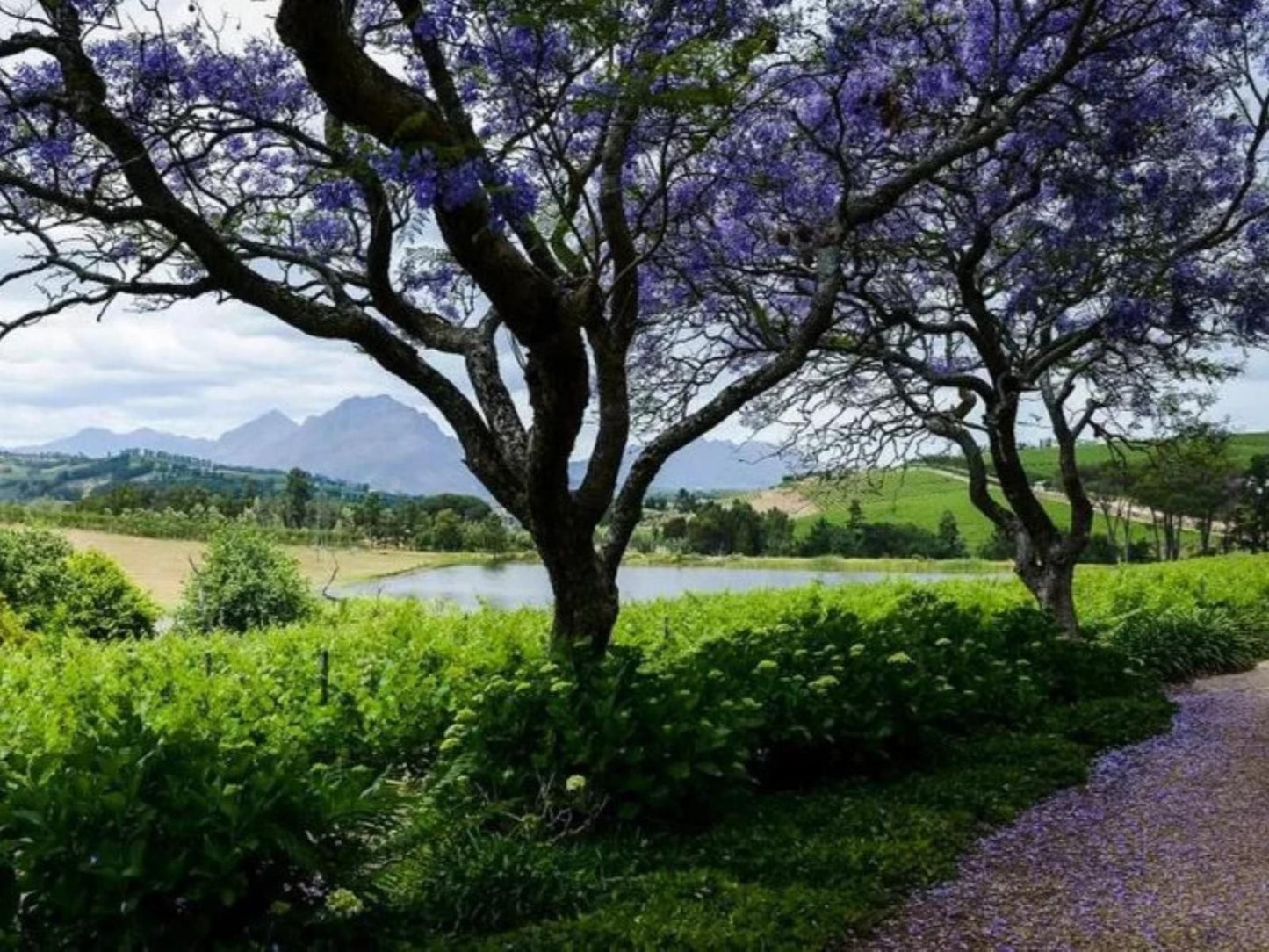 Zebra Cottage Stellenbosch Western Cape South Africa Plant, Nature