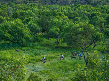 Zebras Crossing Modimolle Nylstroom Limpopo Province South Africa Bicycle, Vehicle, Forest, Nature, Plant, Tree, Wood, Cycling, Sport, Mountain Bike, Funsport