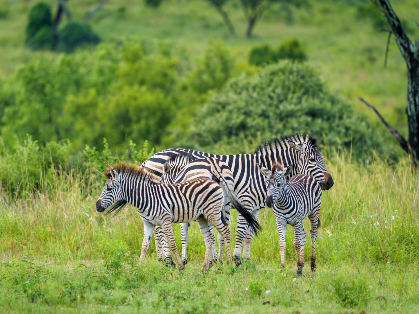 Zebras Crossing Modimolle Nylstroom Limpopo Province South Africa Zebra, Mammal, Animal, Herbivore