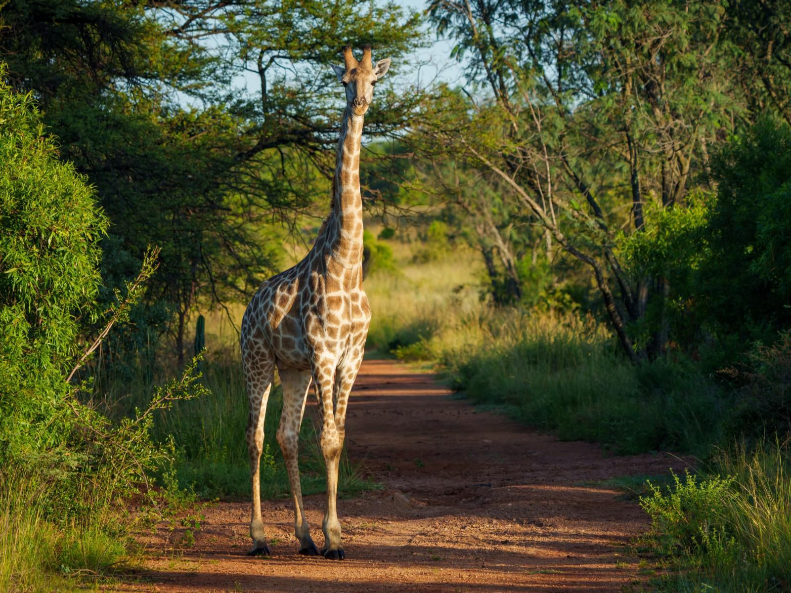 Zebras Crossing Modimolle Nylstroom Limpopo Province South Africa Giraffe, Mammal, Animal, Herbivore