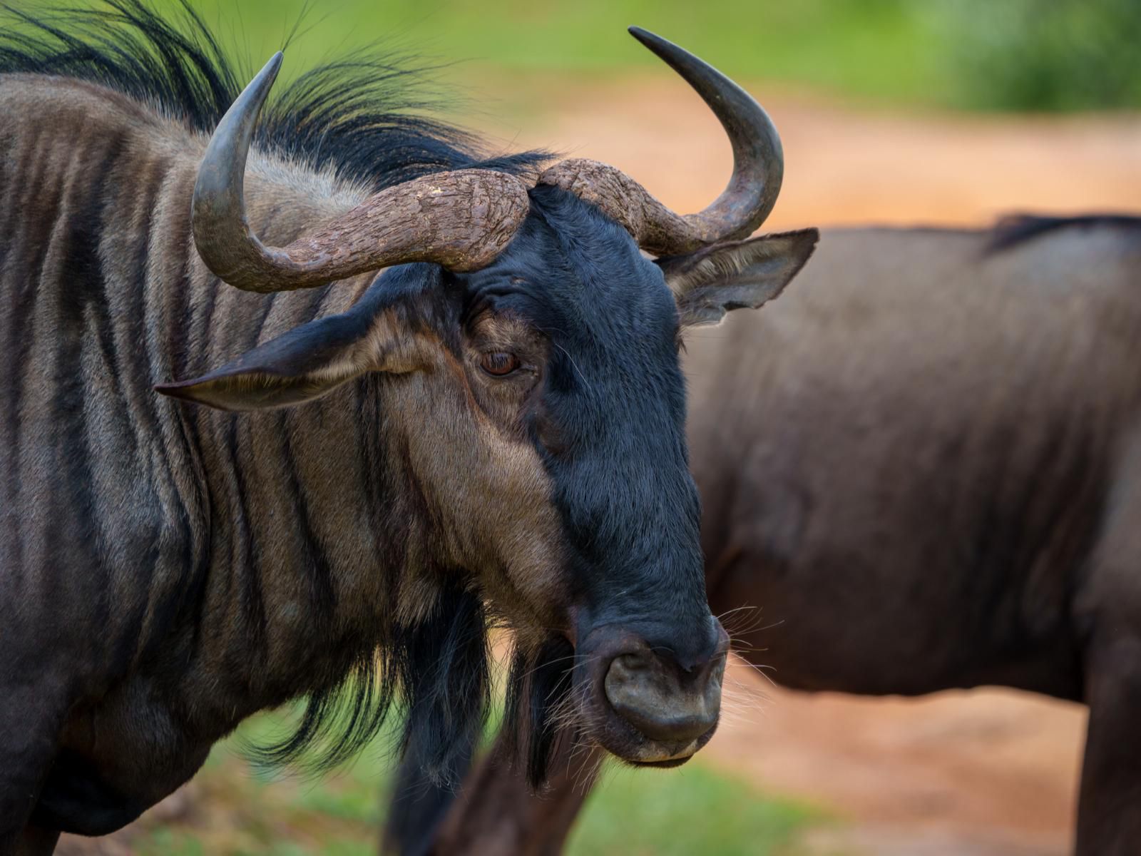 Zebras Crossing Modimolle Nylstroom Limpopo Province South Africa Water Buffalo, Mammal, Animal, Herbivore