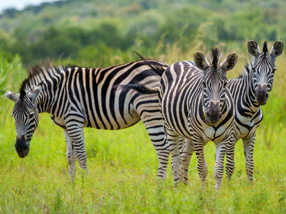 Zebras Crossing Modimolle Nylstroom Limpopo Province South Africa Zebra, Mammal, Animal, Herbivore