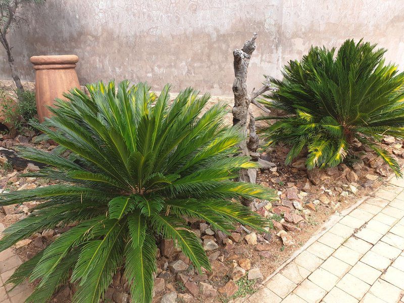 Zebula Great Heights Pax 16 Zebula Golf Estate Limpopo Province South Africa Palm Tree, Plant, Nature, Wood, Garden