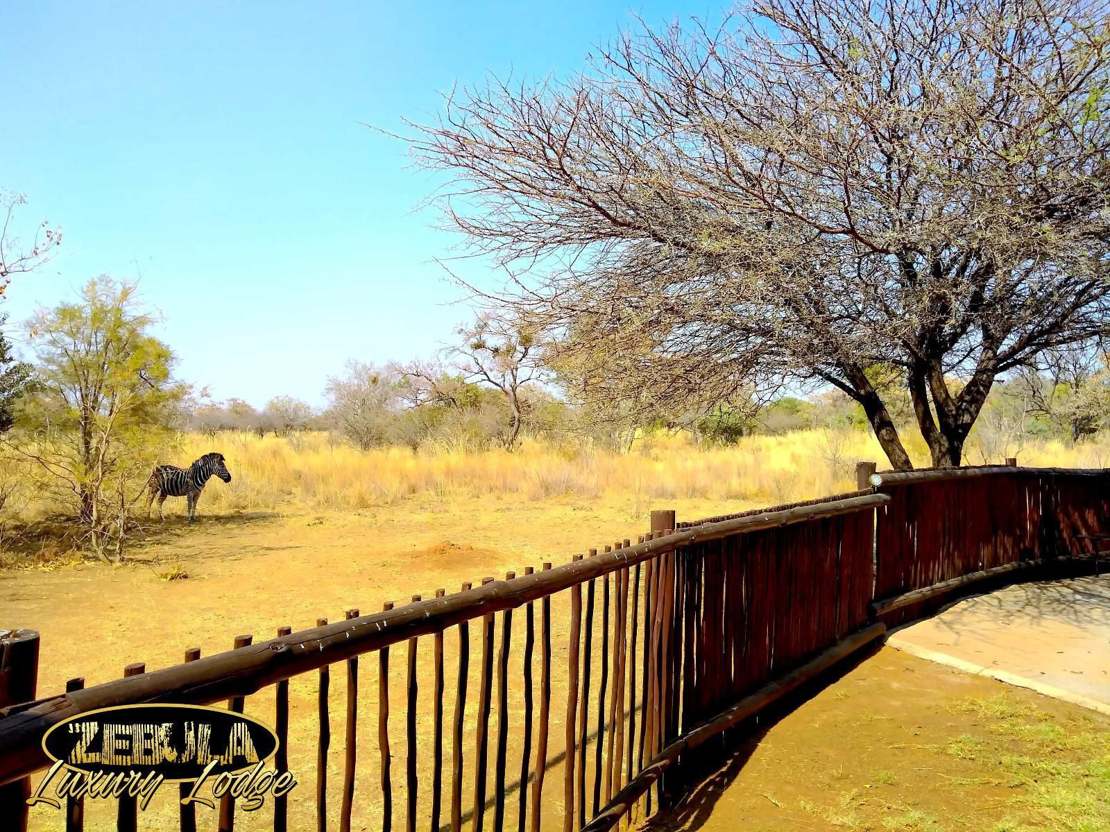 Zebula Luxury Lodge Zebula Golf Estate Limpopo Province South Africa Complementary Colors, Animal