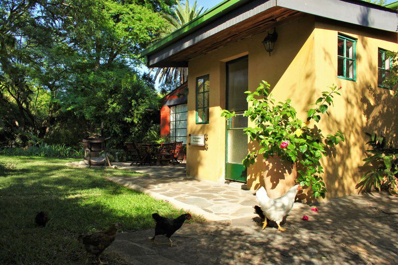 Zeederberg Cottage Vaalwater Limpopo Province South Africa Chicken, Bird, Animal, Agriculture, Farm Animal, Cat, Mammal, Pet, House, Building, Architecture