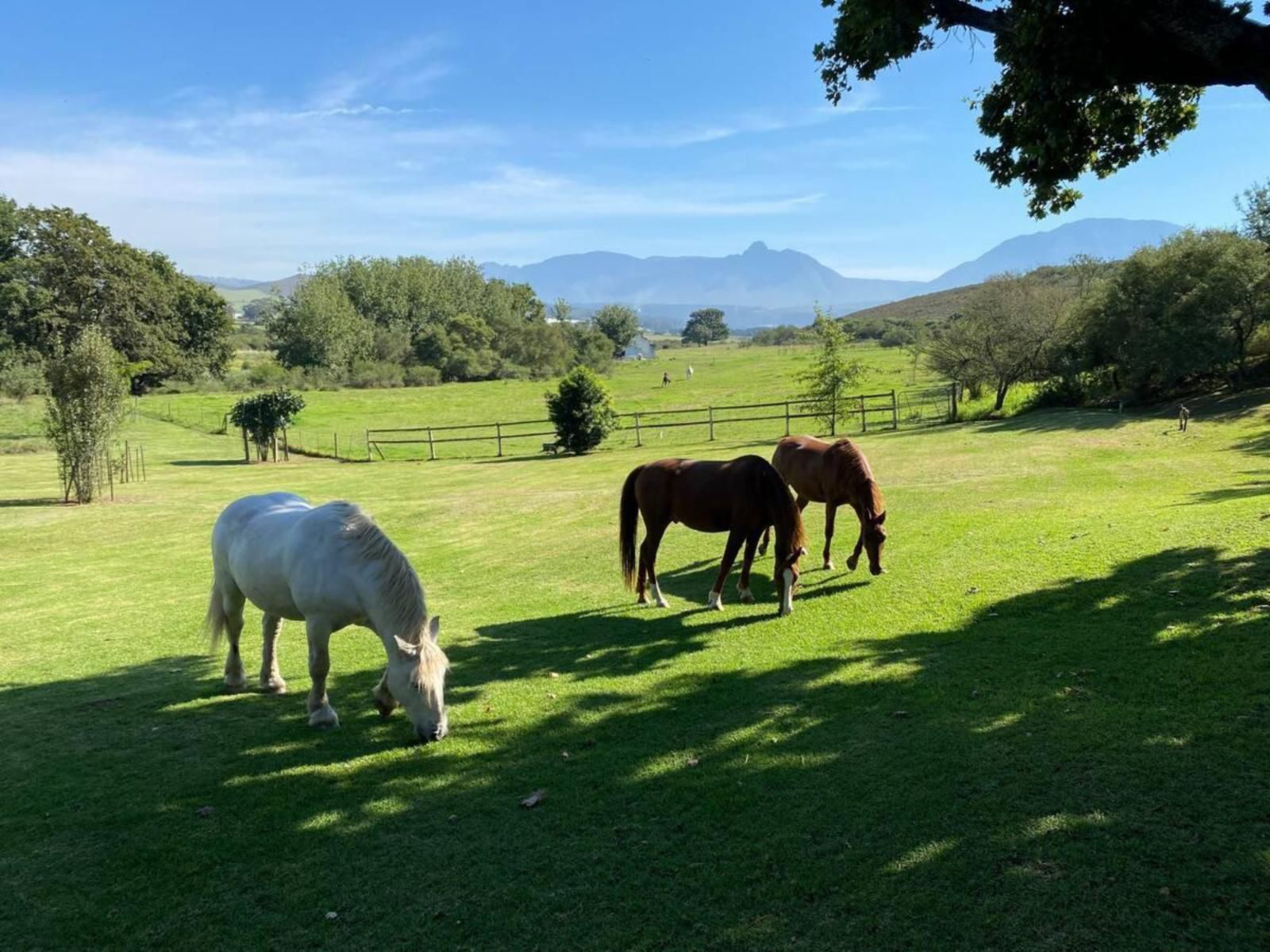 Zeekoegat Historical Homestead Riversdale Western Cape South Africa Complementary Colors, Animal