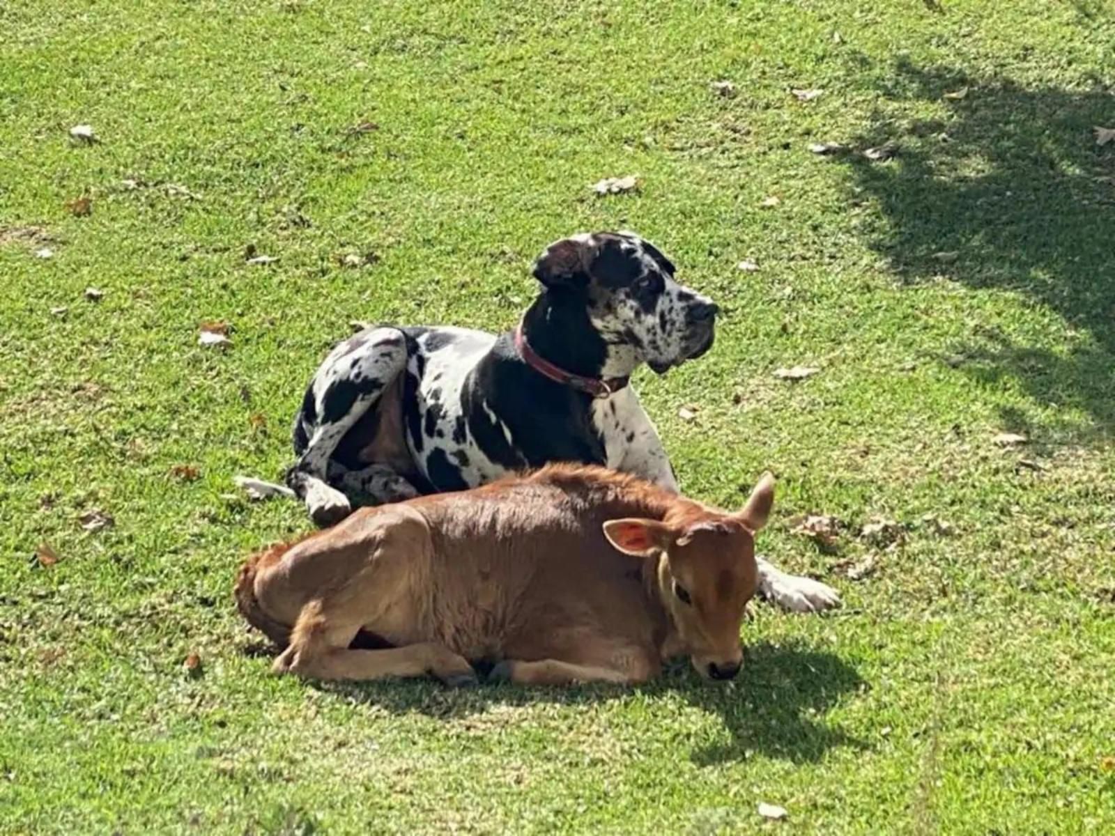 Zeekoegat Historical Homestead Riversdale Western Cape South Africa Cow, Mammal, Animal, Agriculture, Farm Animal, Herbivore, Dog, Pet