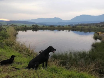 Zeekoegat Historical Homestead Riversdale Western Cape South Africa Dog, Mammal, Animal, Pet, River, Nature, Waters